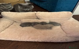 British Shorthair cats for sale: Beautiful British short hair kitten  - Image 15
