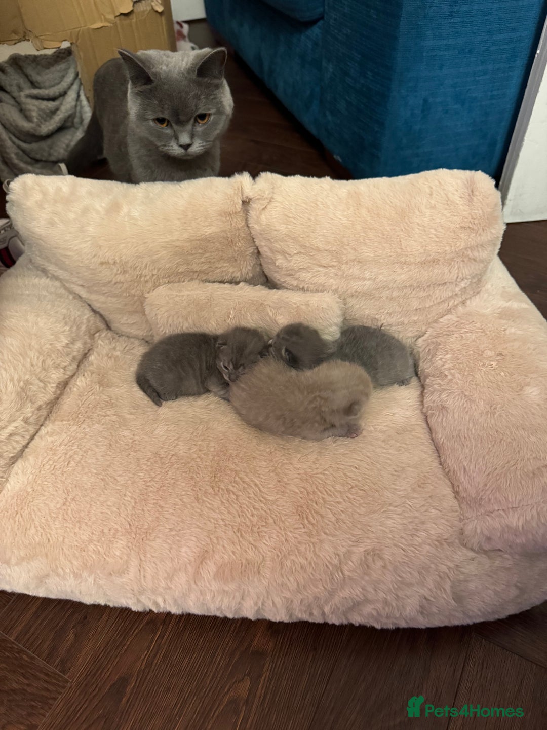 British Shorthair cats for sale: Beautiful British short hair kitten  - Image 15
