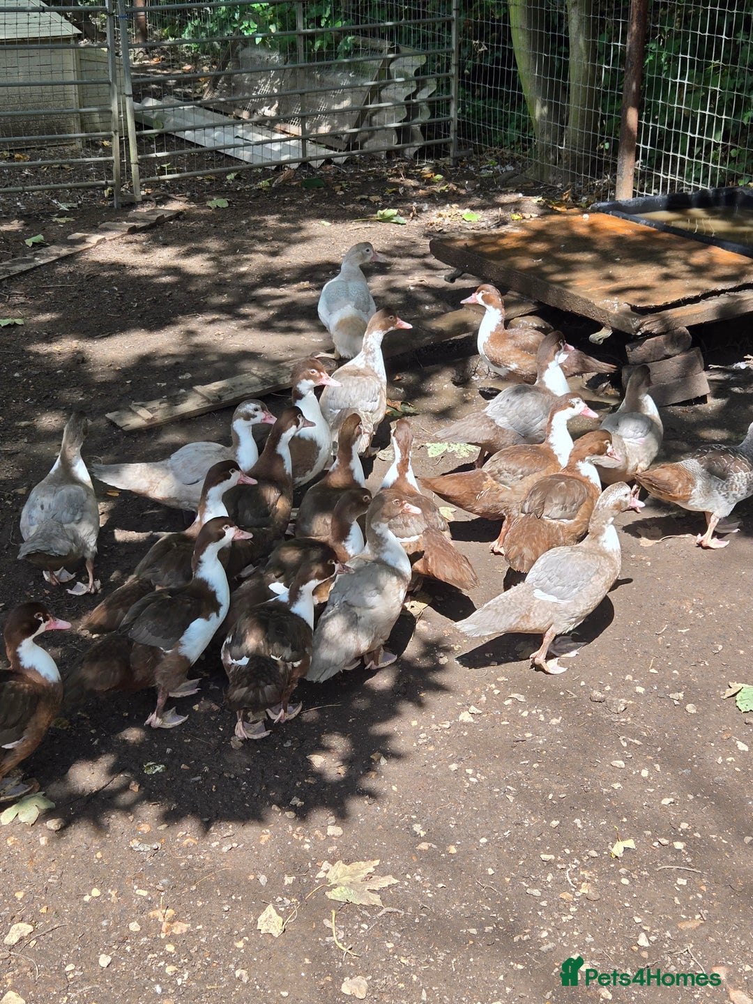 Ducks poultry for sale: Young Muscovy Ducks - Image 5