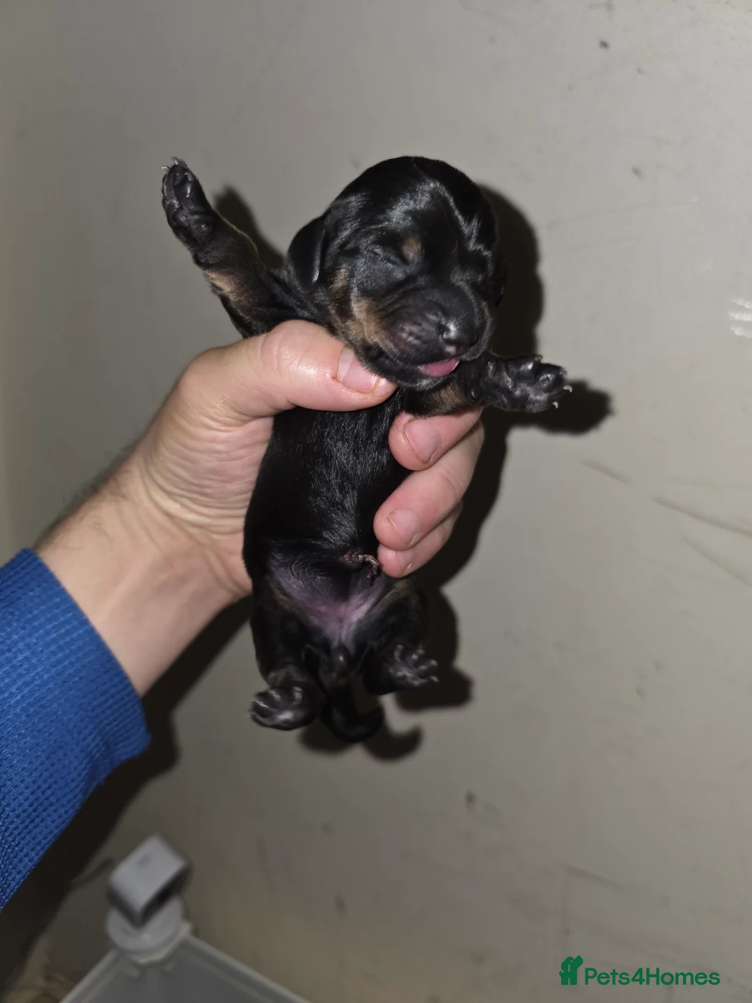 Miniature Dachshund dogs for sale: 🤍Health tested miniture dachshund🤍 - Advert 15