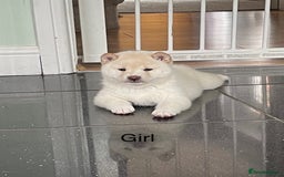 Japanese Shiba Inu dogs for sale: Health Tested Japanese Shiba Inu Puppies - Image 1