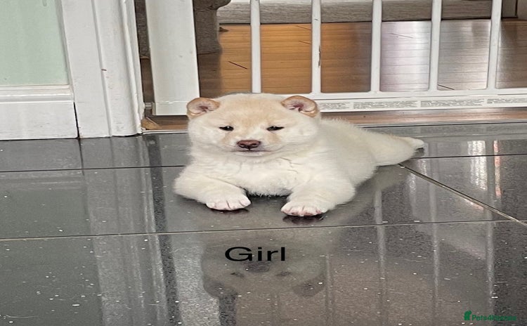Japanese Shiba Inu dogs - Advert 1