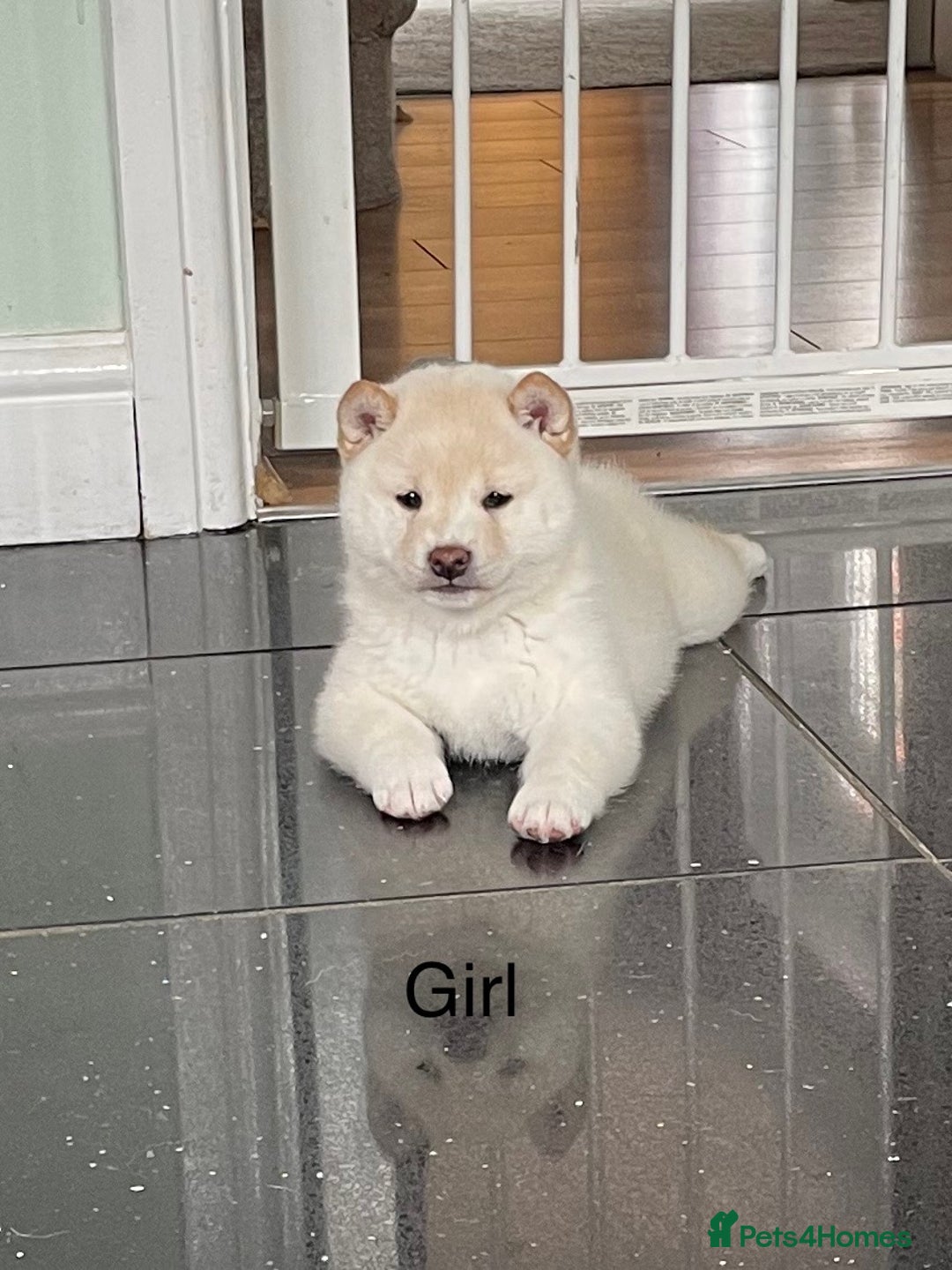 Japanese Shiba Inu dogs for sale: Health Tested Japanese Shiba Inu Puppies - Image 1