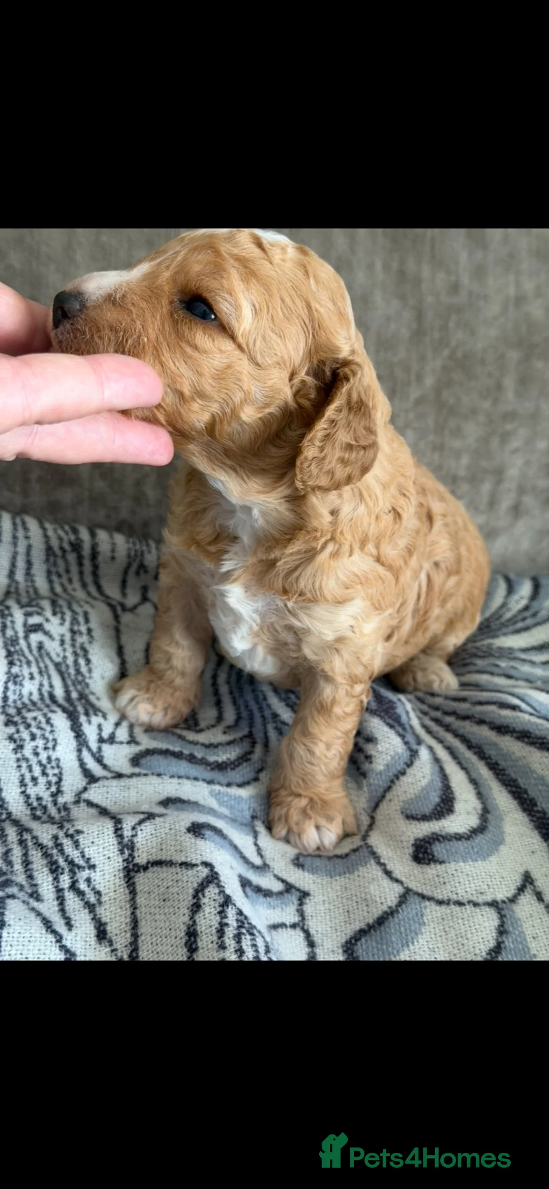 Australian Labradoodle dogs for sale: Miniature Australian doodle puppies - Advert 21