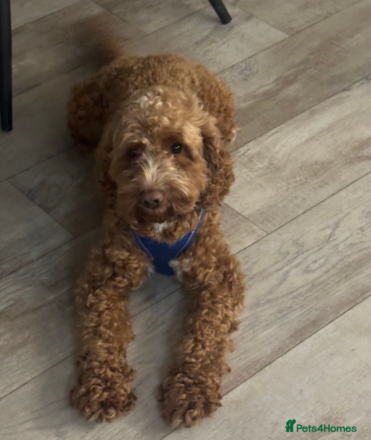 Cockapoo dogs Bruno - Advert 1