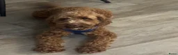 Cockapoo dogs for sale: Bruno - Advert 1