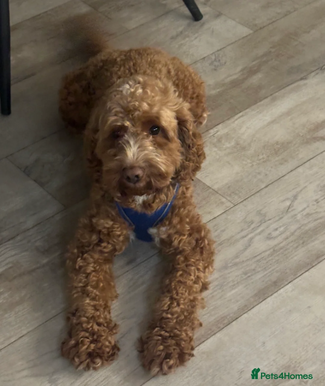 Cockapoo dogs for sale: Bruno - Advert 1