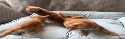 British Shorthair cats for sale: Gorgeous Ginger Kittens - Ready to leave in Mansfield - Advert 11