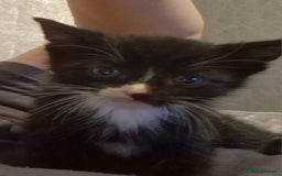 Mixed Breed cats for sale: £50 for a pair READY NOW 8 week old kittens - Image 6