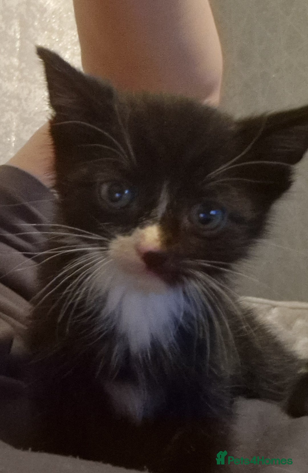 Mixed Breed cats for sale: £50 for a pair READY NOW 8 week old kittens - Image 6