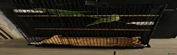 Parrots birds for sale: Two beautiful Indian ringneck  - Advert 4