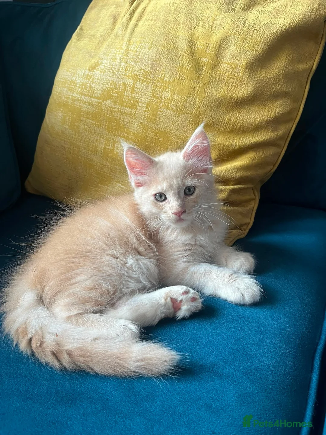 Maine Coon cats for sale: Gccf pedigree Maine coon kittens  - Advert 17