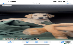Labrador Retriever dogs for sale: Working background Labrador pups - Image 2