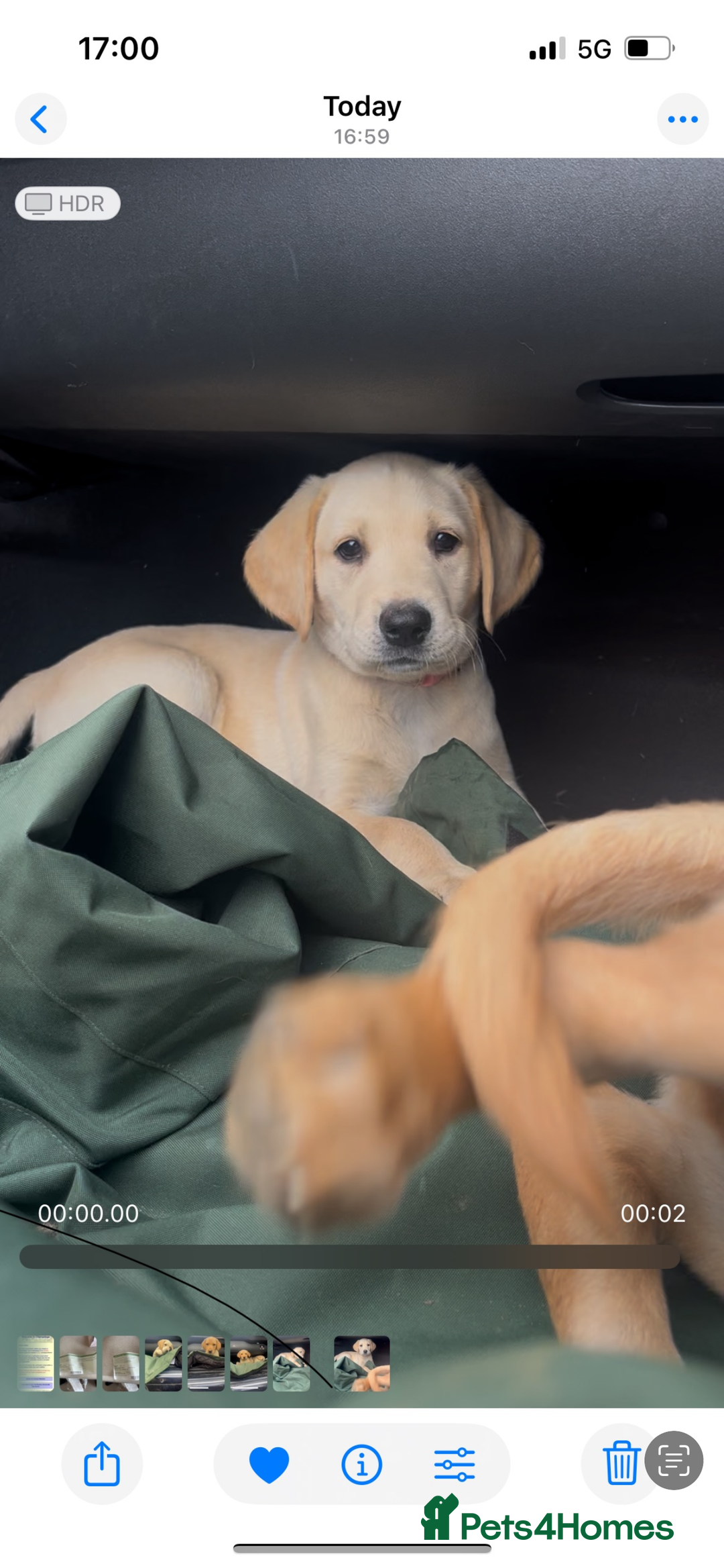 Labrador Retriever dogs for sale: Working background Labrador pups - Image 2