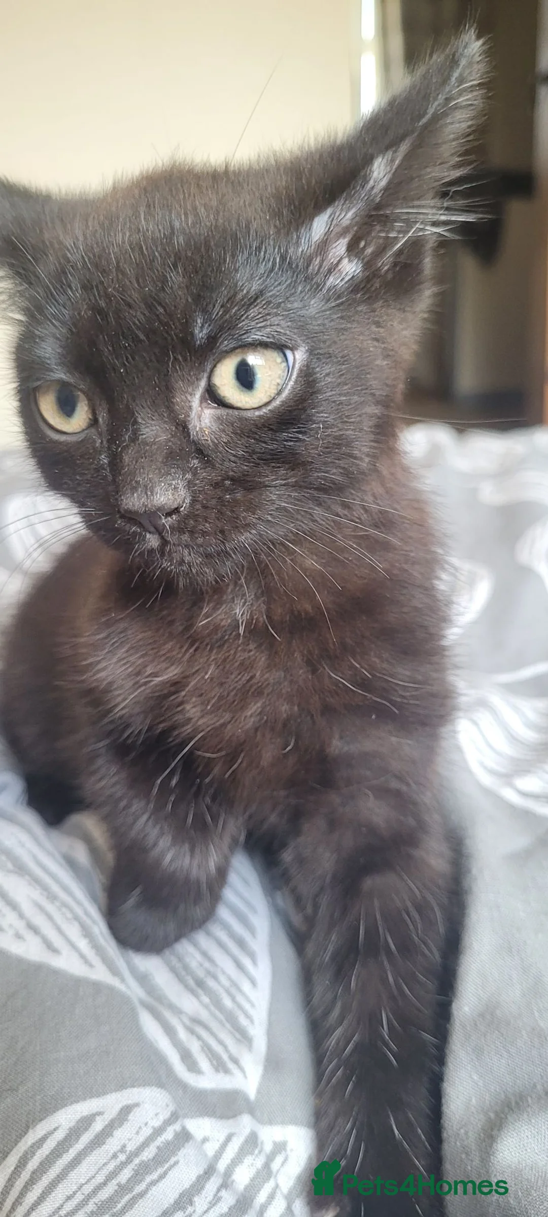 British Shorthair cats for sale: Adorable kitten - Advert 4
