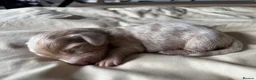Miniature Dachshund dogs for sale: Long hair miniature dachshund  - Advert 6