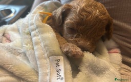 Cavapoo dogs for sale: F1BB cavapoo puppies  - Image 14