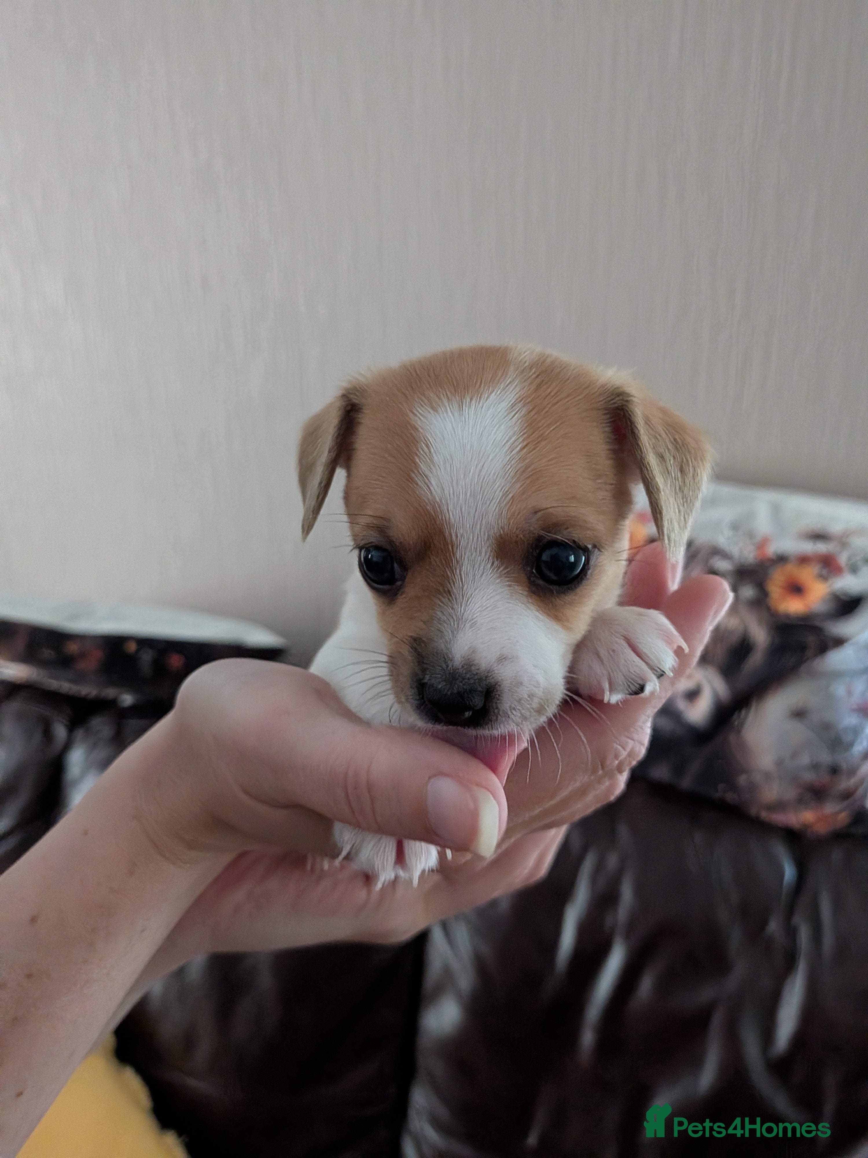 Jack Chi dogs 7 Jack Chi Puppies - Advert 2