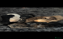 Cockapoo dogs for sale: Rare stunning American miniature teddy cockapoos  - Image 9