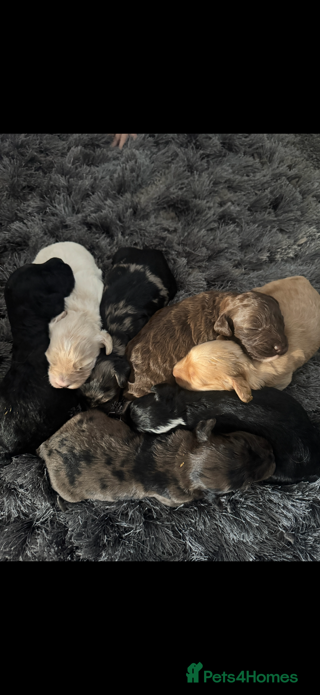 Cockapoo dogs for sale: Rare stunning American miniature teddy cockapoos  - Image 9