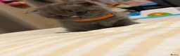 Scottish Fold cats for sale: ScottishFold and BSH kittens  - Advert 9