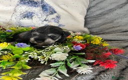 Miniature Schnauzer dogs for sale: Just 2 boys and girls available raised with love - Image 23