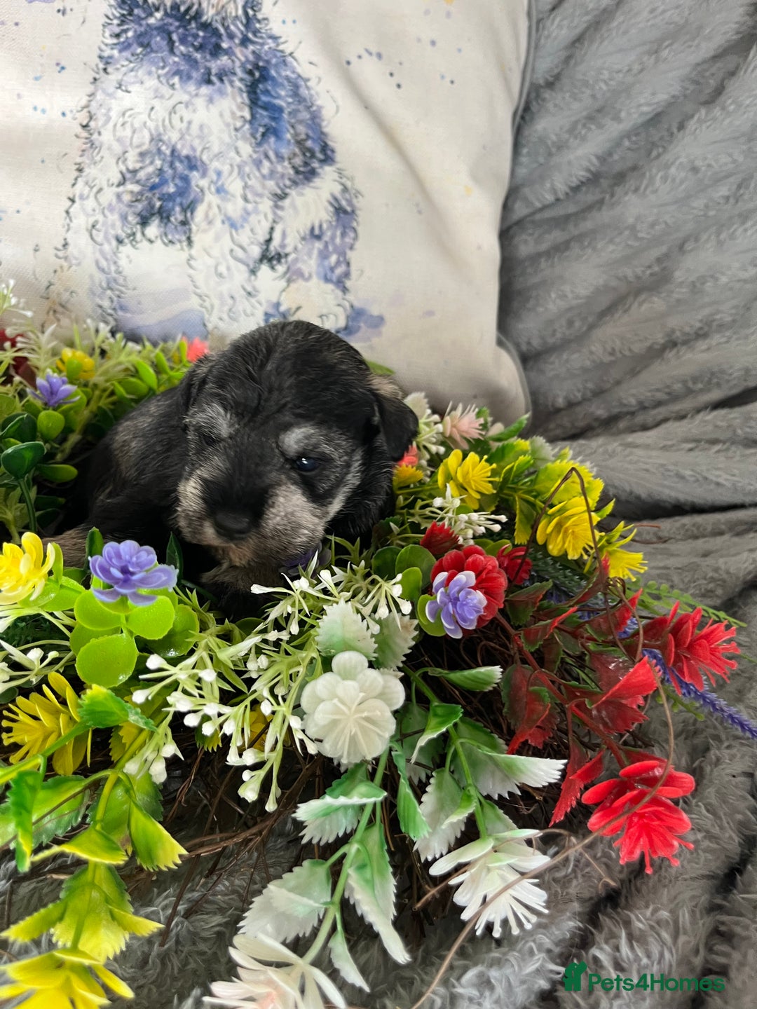 Miniature Schnauzer dogs for sale: Just 2 boys and girls available raised with love - Image 23