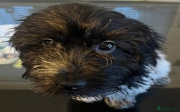Cockapoo dogs for sale: F1b beautiful girl  - Image 15