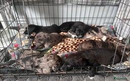 Mixed Breed dogs for sale: Lurcher x lab pups READY NOW!! - Image 12