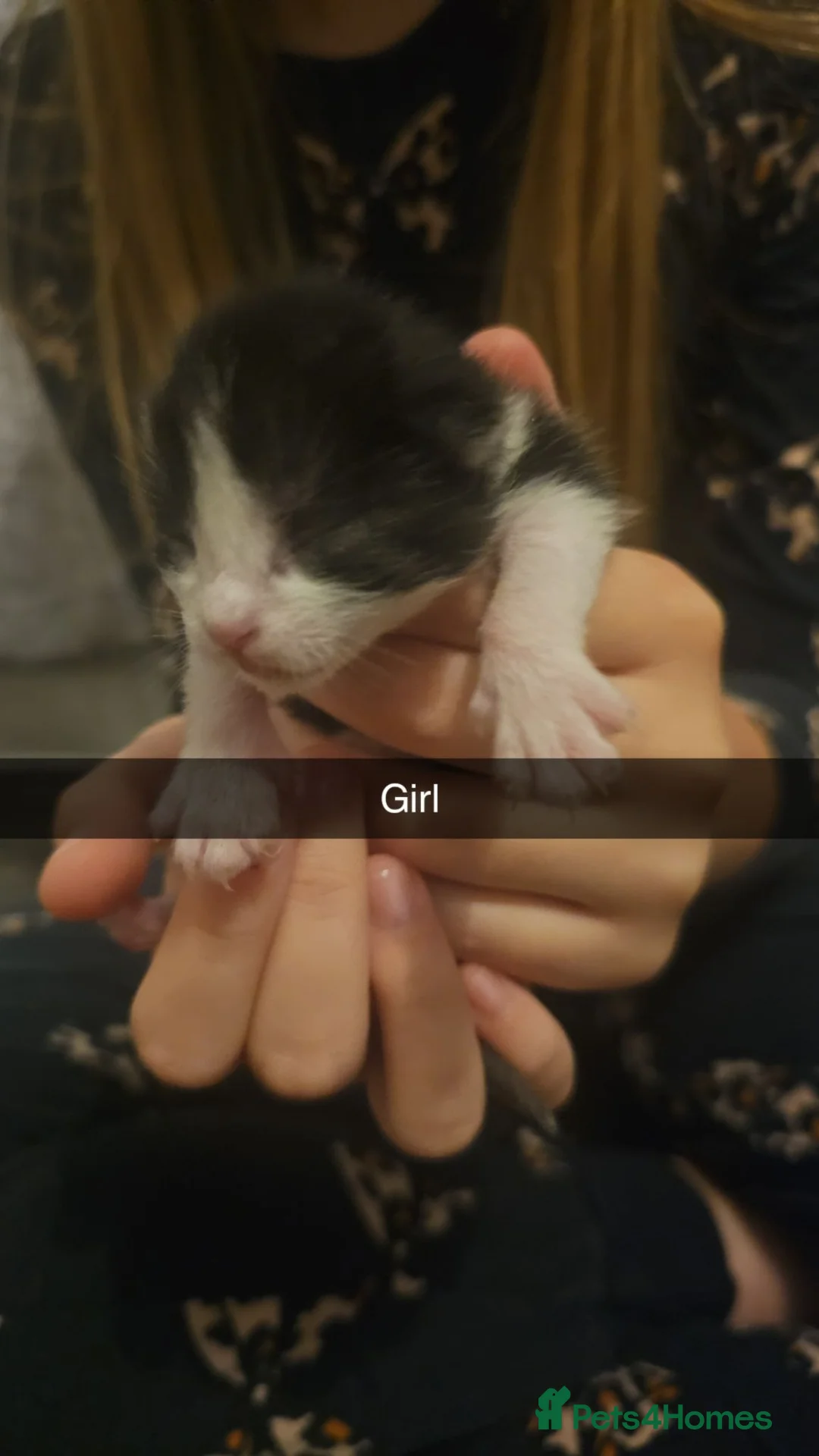 Mixed Breed cats for sale: 2 beautiful kittens  - Advert 2