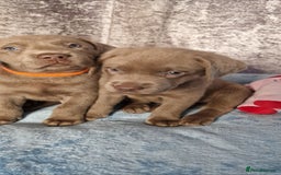 Labrador Retriever dogs for sale: Adorable Silver Labrador Puppies  - Image 9