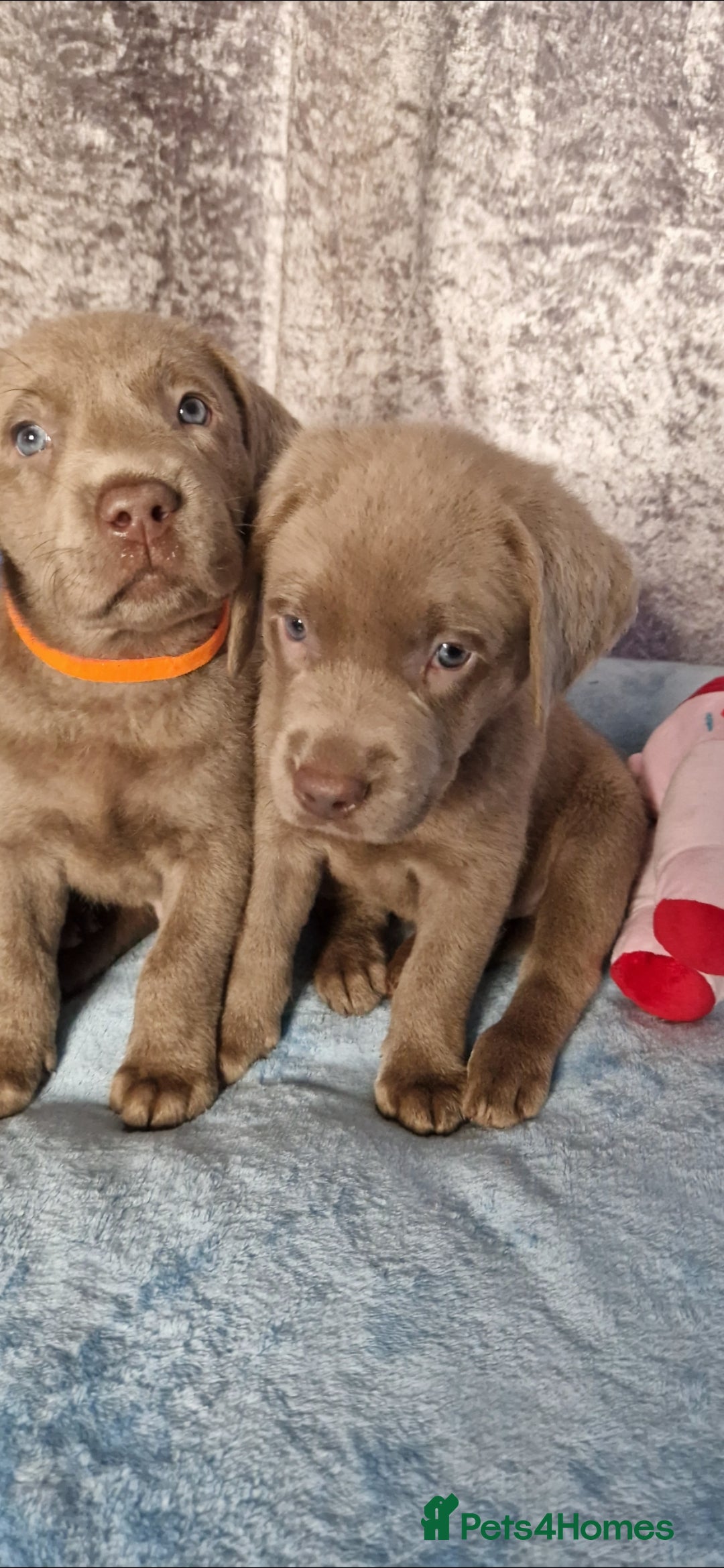 Labrador Retriever dogs for sale: Adorable Silver Labrador Puppies  - Image 9