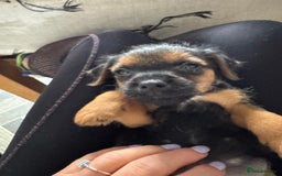 Mixed Breed dogs for sale: Border Terrier x Lakeland Terrier pups - Image 7