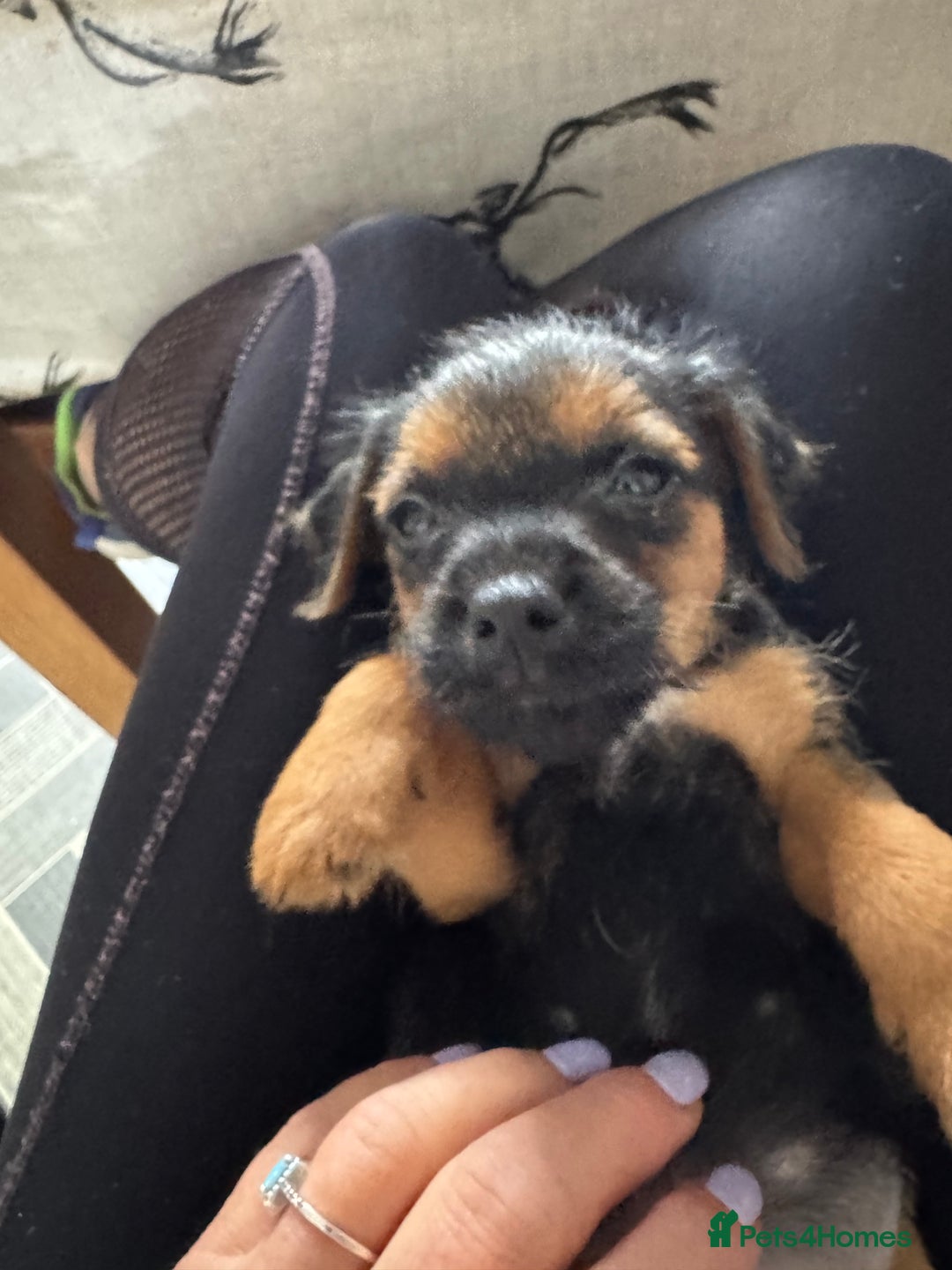 Mixed Breed dogs for sale: Border Terrier x Lakeland Terrier pups - Image 7