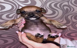 Mixed Breed dogs for sale: Puppy’s available  - Image 4