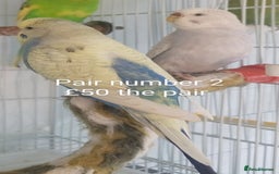 Budgerigars birds for sale: Budgies - babies, adults & pairs available/ - Image 6
