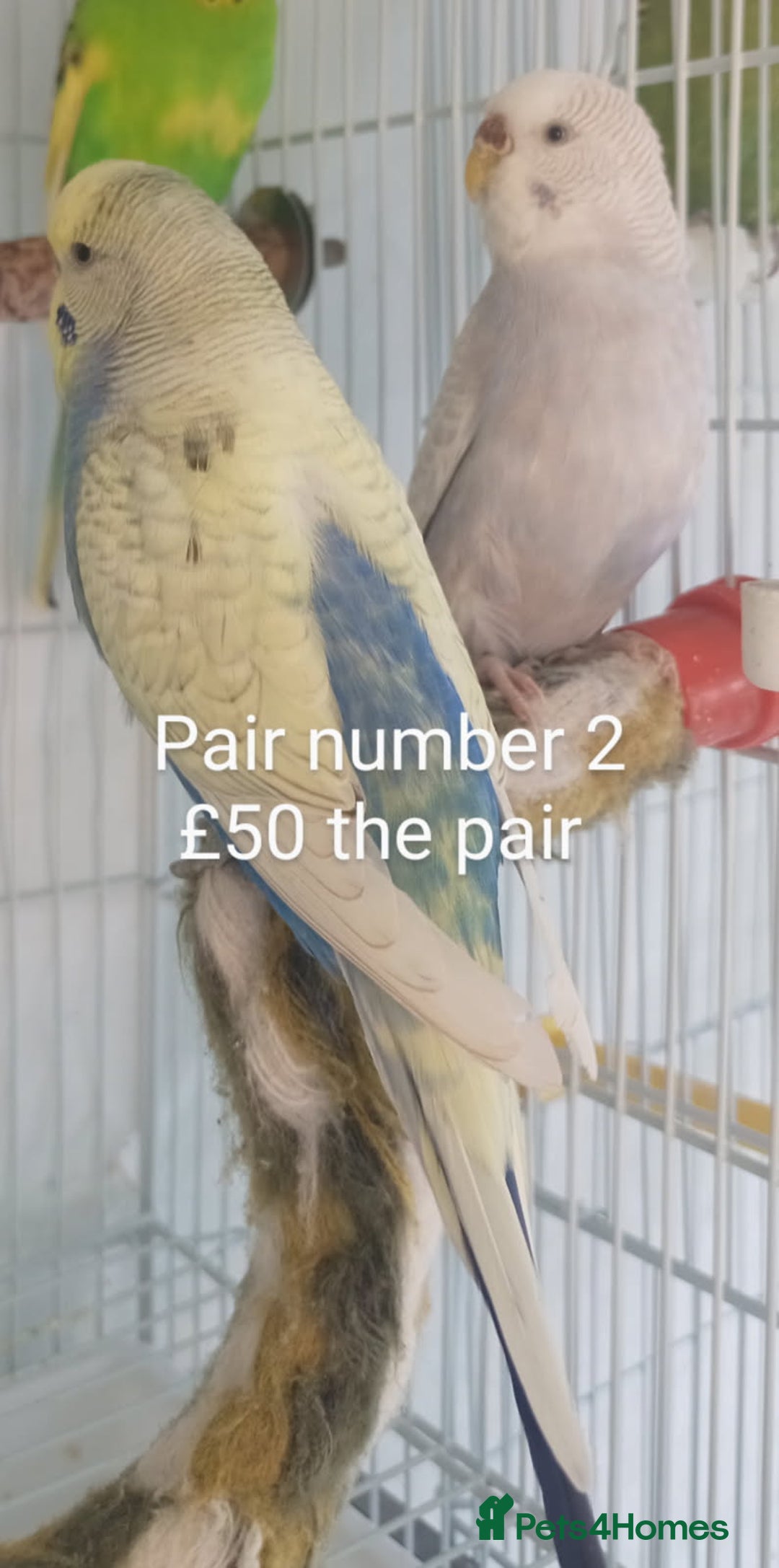 Budgerigars birds for sale: Budgies - babies, adults & pairs available/ - Image 6