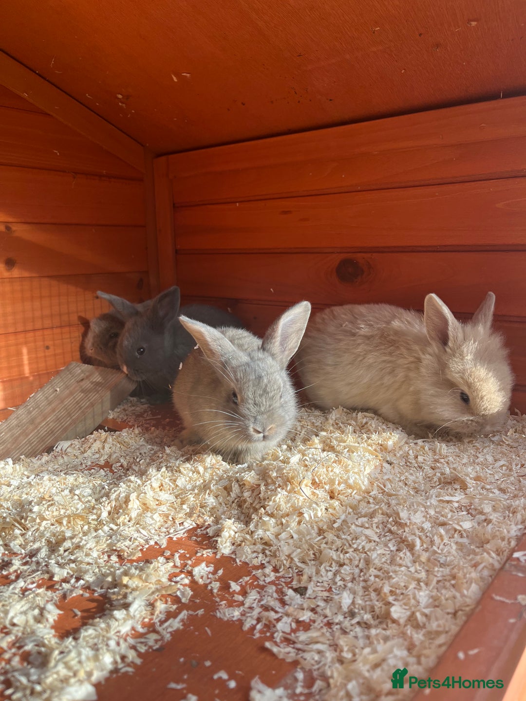 Mini Lop rabbits for sale: A Mix of Mini lop and Mini Lion Lop - Image 1