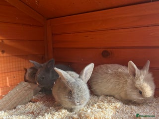 Mini Lop rabbits - Advert 18