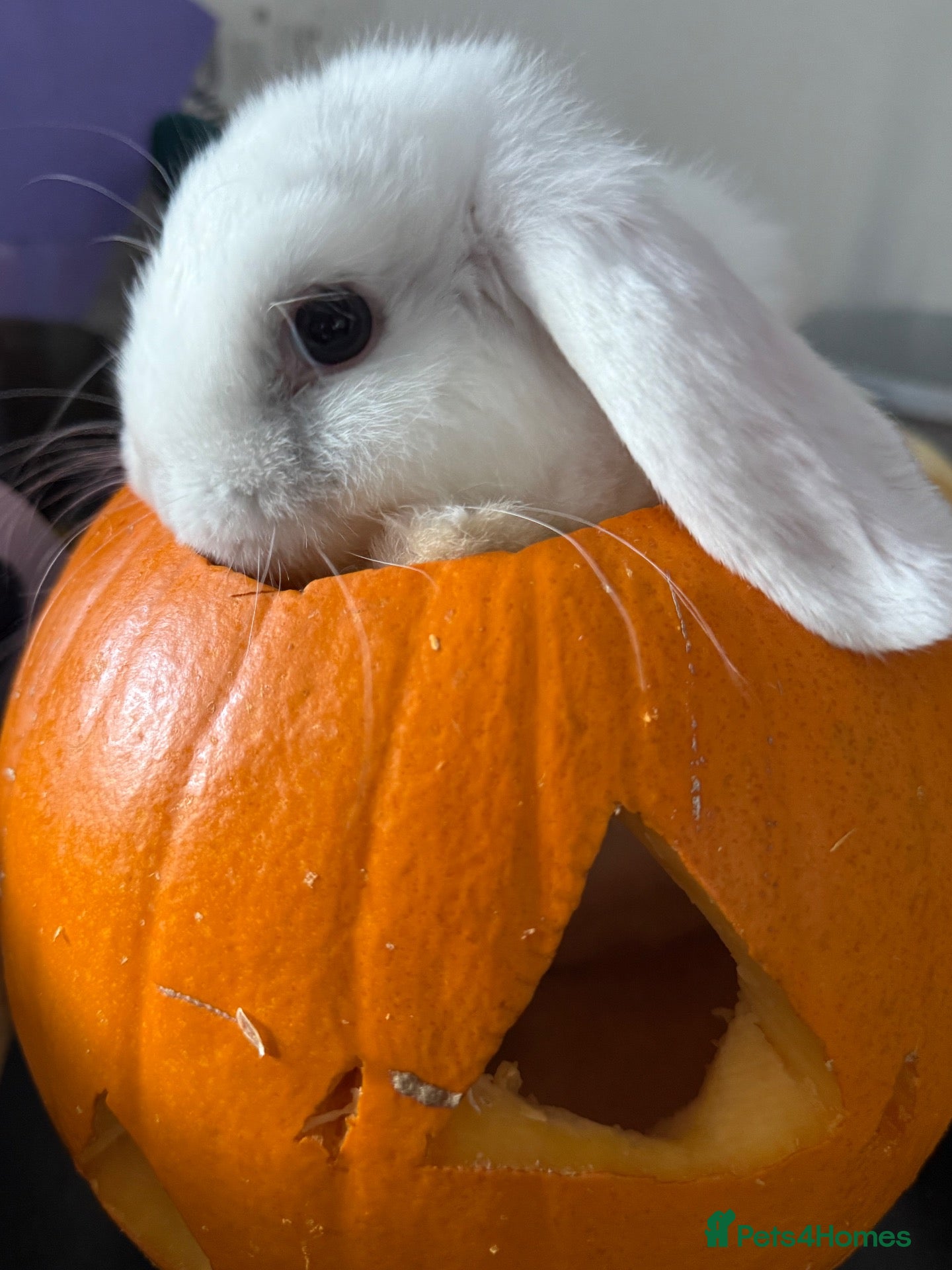 Mini Lop rabbits x2 gorgeous girls left come view us💕💕🐰🐰 - Advert 2