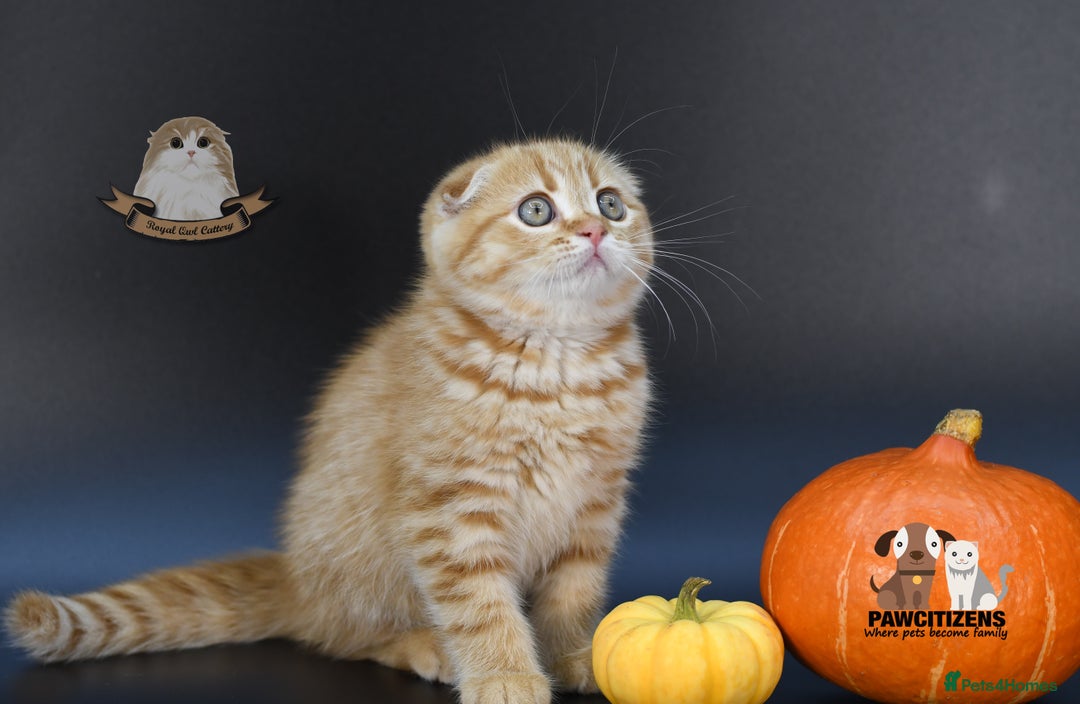 Scottish Fold cats for sale: LICENSED CATTERY, PURE BREED TOP QUALITY KITTENS - Image 19