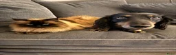 Miniature Dachshund dogs for stud: KC Registered miniature male dachshund Stud - Advert 3