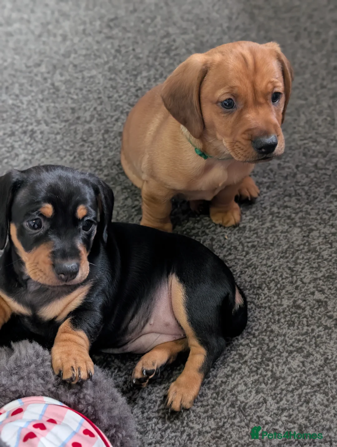 Mixed Breed dogs for sale: Dachshund cross pug puppies in Huddersfield - Advert 9