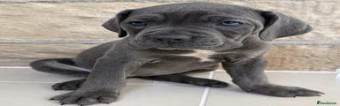 Cane Corso Puppy 