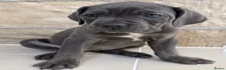 Cane Corso dogs for sale: 9 Purebred Cane Corso Puppies in Pudsey - Advert 10