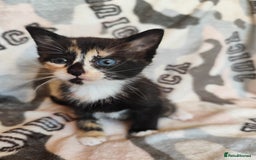 Domestic Shorthair cats for sale: Adorable kittens for sale - Image 4