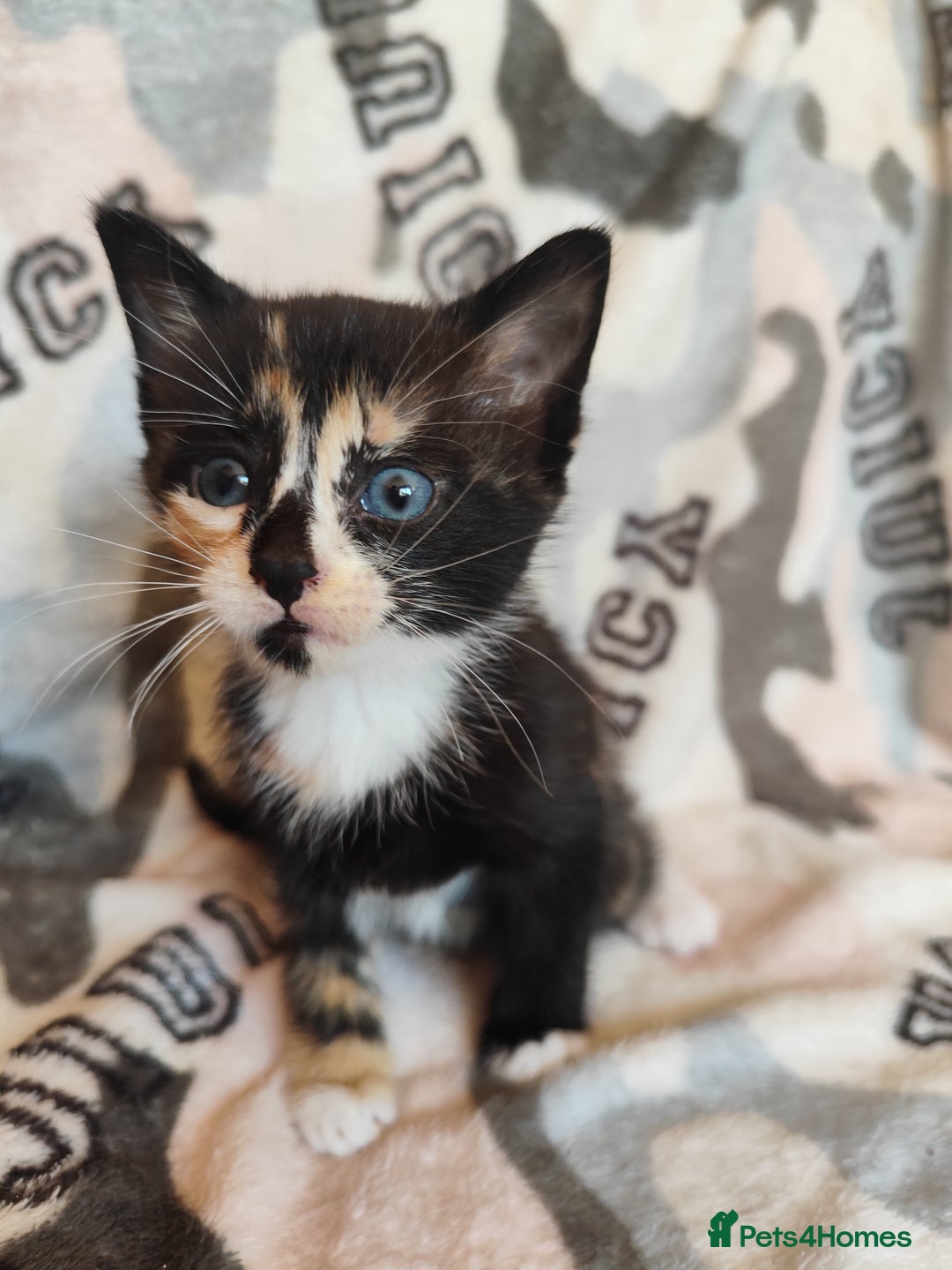 Domestic Shorthair cats for sale: Adorable kittens for sale - Image 4