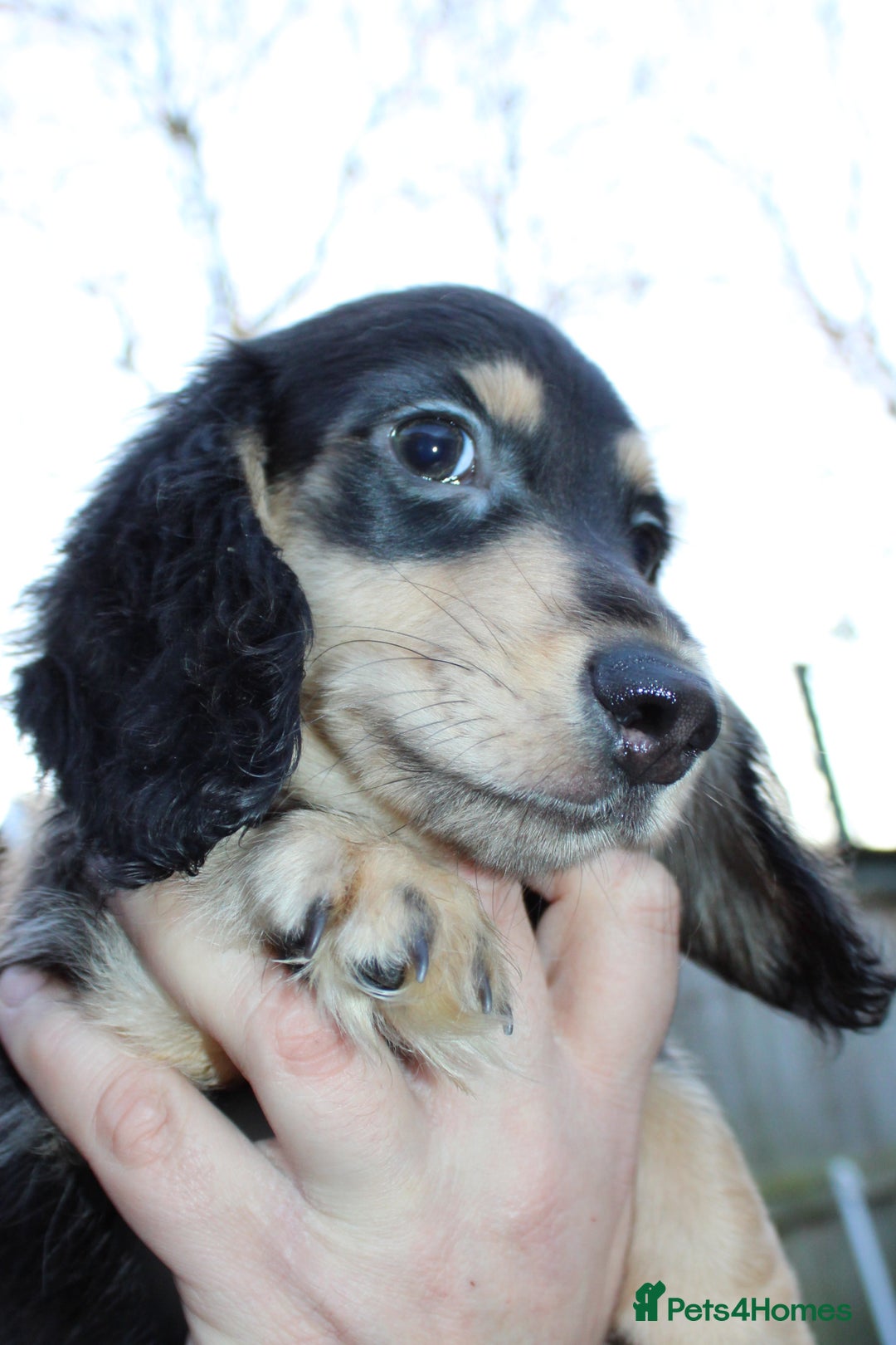 Miniature Dachshund dogs for sale: Long Hair cream  - Advert 10