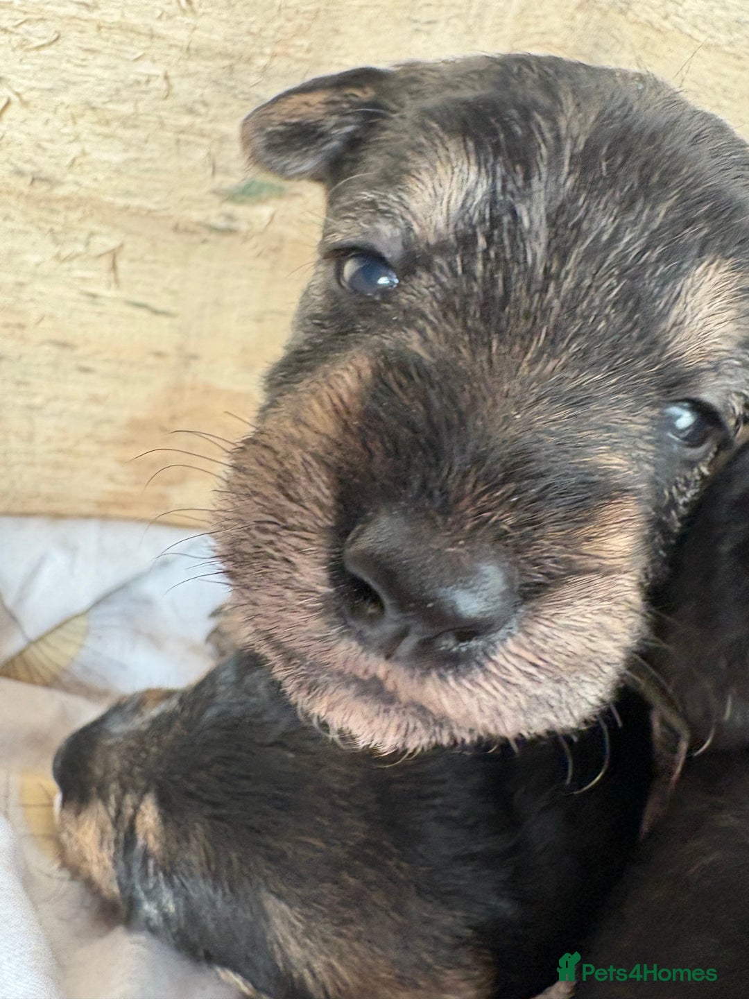 Mixed Breed dogs for sale: Wowauzer puppies for sale. Schnauzer x Welshie - Advert 1