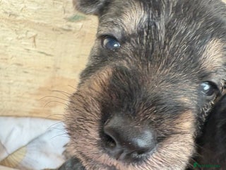 Mixed Breed dogs Wowauzer puppies for sale. Schnauzer x Welshie - Advert 1